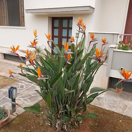 Le Strelizie * Arnesano